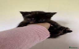 Domestic Shorthair cats for sale: Female tortoise shell and fluffy black with spots - Image 5