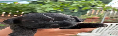 Shih Tzu 3