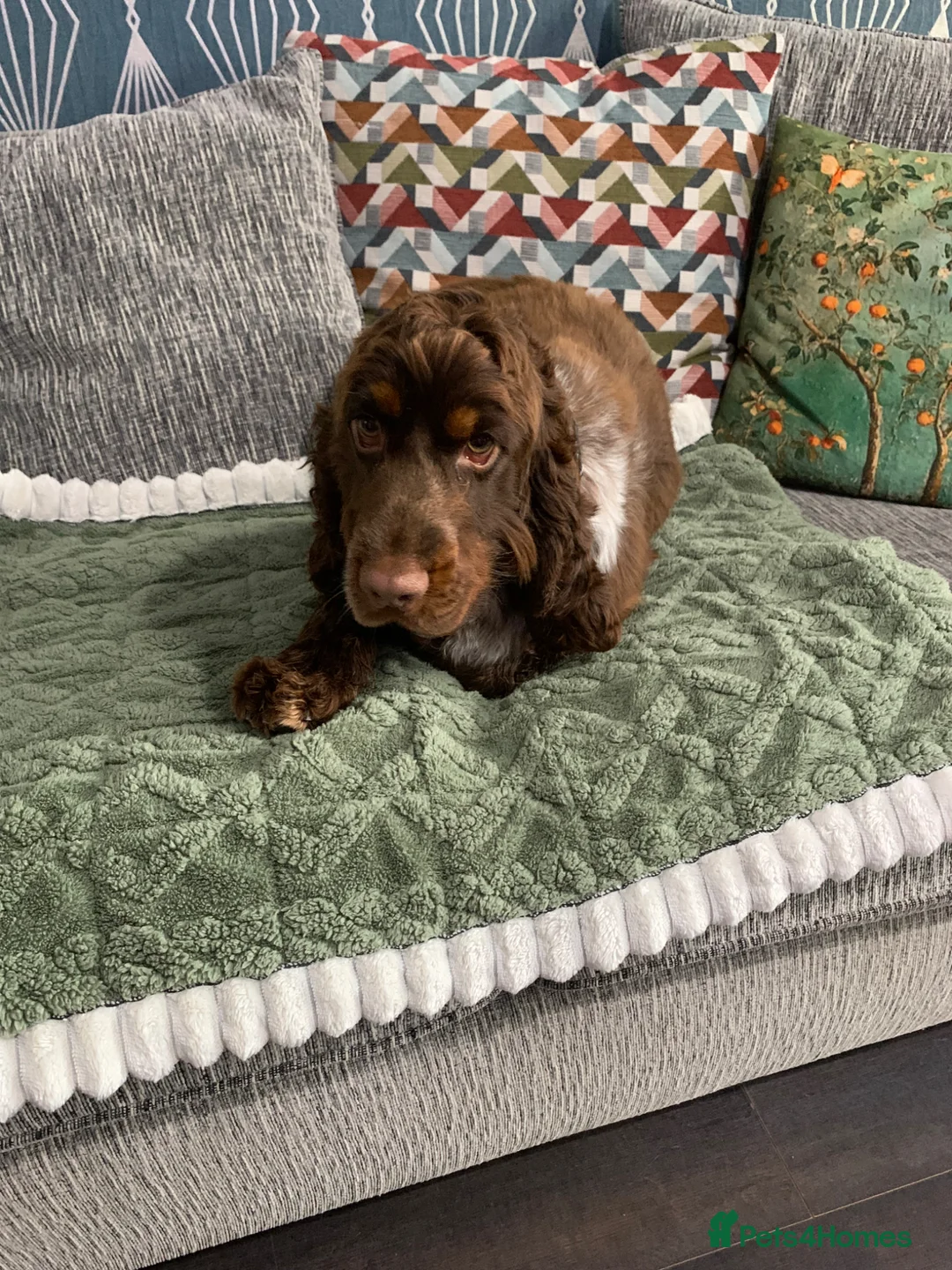 Cocker Spaniel dogs for sale: Sable show cocker spaniel  - Advert 4