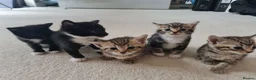 Mixed Breed cats for sale: 5 Heart-Melting Baby Kittens Ready for Love! - Advert 19