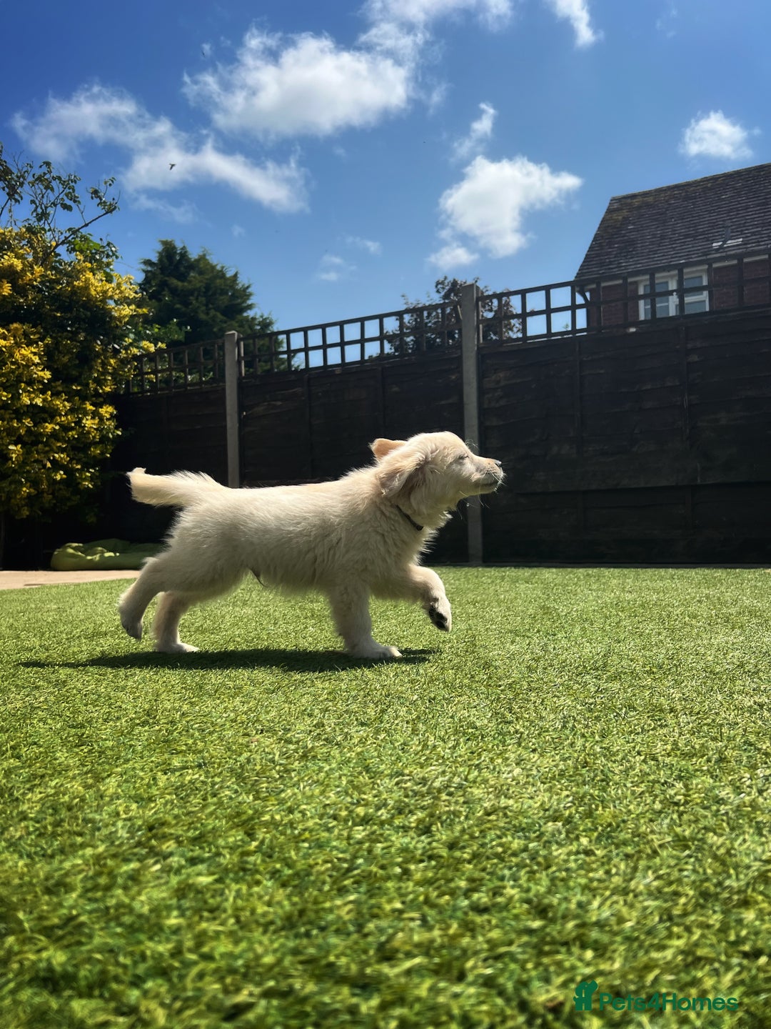 Golden Retriever dogs for sale: Stunning Litter of Golden Retrievers! in Lydbury North - Image 34