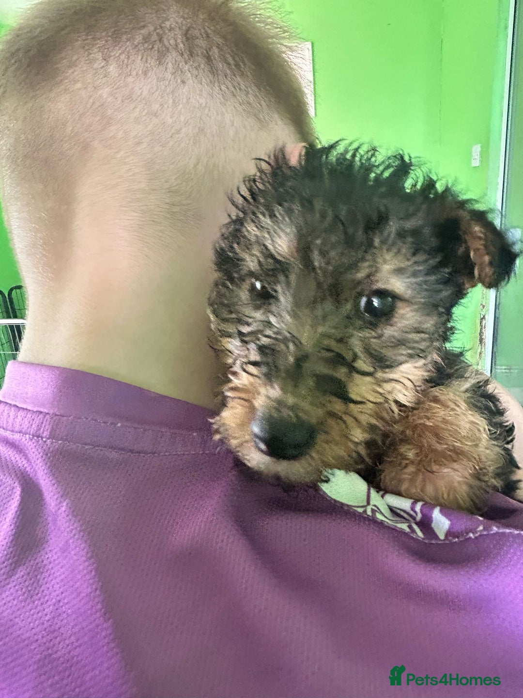 Mixed Breed dogs for sale: 3 x Fox Terrier crossed Welsh Terrier pups - Image 8