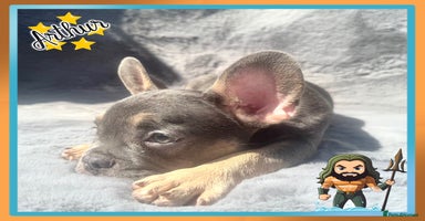 French Bulldog dogs - Advert 10