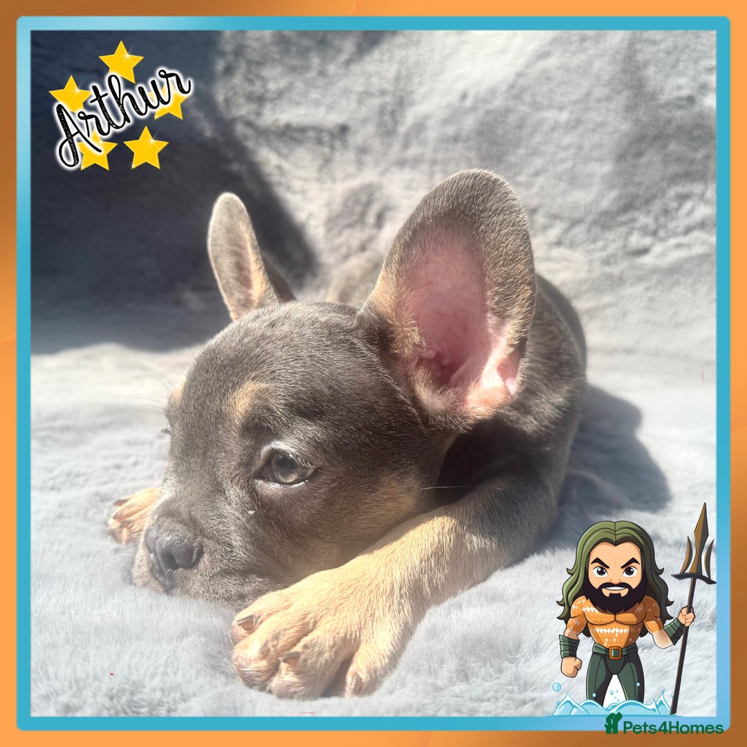 French Bulldog dogs for sale: *Platinum* KC Litter Only 2 Boys Left Lilac & Tan - Image 3
