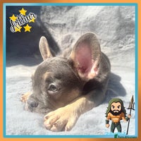 French Bulldog dogs - Advert 7