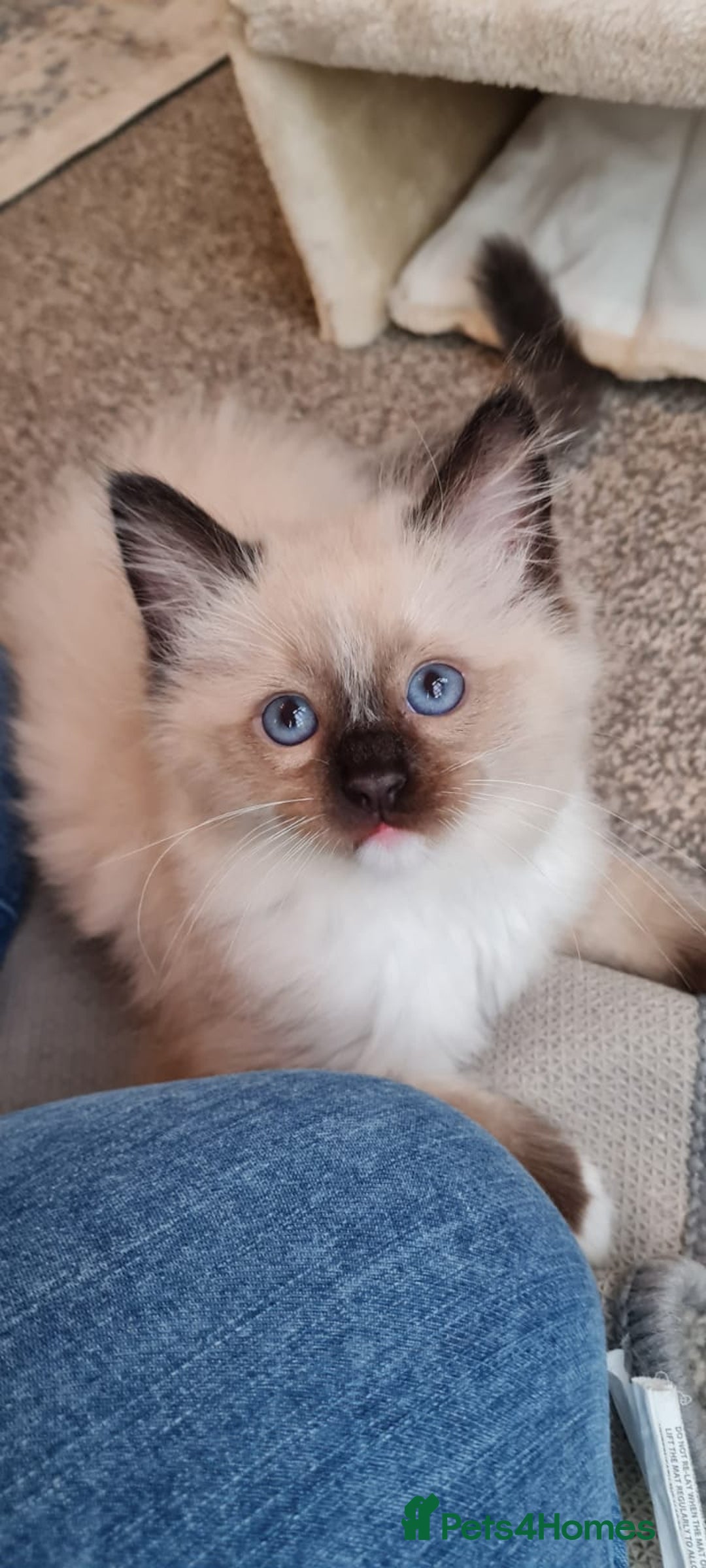 Ragdoll cats for stud: FOR STUD GCCF reg Active Grand Champion for stud in Doncaster - Advert 7