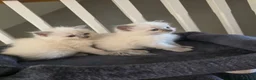 Ragdoll cats for sale: Pure blue point ragdoll kittens for sale - Advert 12