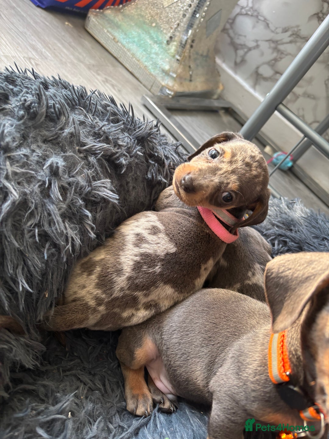 Dachshund dogs for sale: 7 beautiful dachshund baby’s  - Image 2