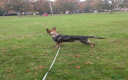 German Shepherd dogs for sale: German Shepherd puppies  - Image 10