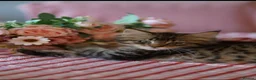 Maine Coon cats for sale: Stunning Mainecoon kittens ready now 1 boy 2girls  - Advert 6