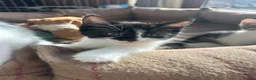 Mixed Breed cats for sale: Cheeky fluffy kittens in Carlisle - Advert 24