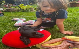 Cocker Spaniel dogs for sale: Stunning small cocker spaniel puppies - Image 2