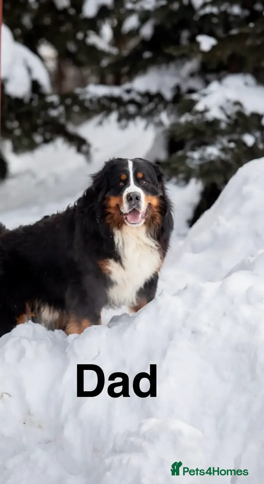 Bernese Mountain Dog dogs for sale: KC Registered Bernese mountain dog puppies in London - Advert 8