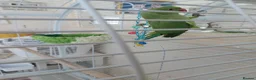 Ringnecks birds for sale: Young Indian Ringneck parakeet with cage  - Advert 4