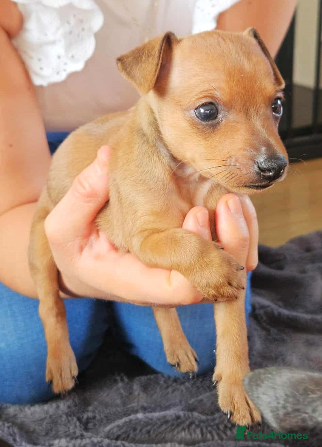 Miniature Pinscher dogs for sale: LAST PUPPY - LADYLUCKPINS KC MIN PINS - Advert 14