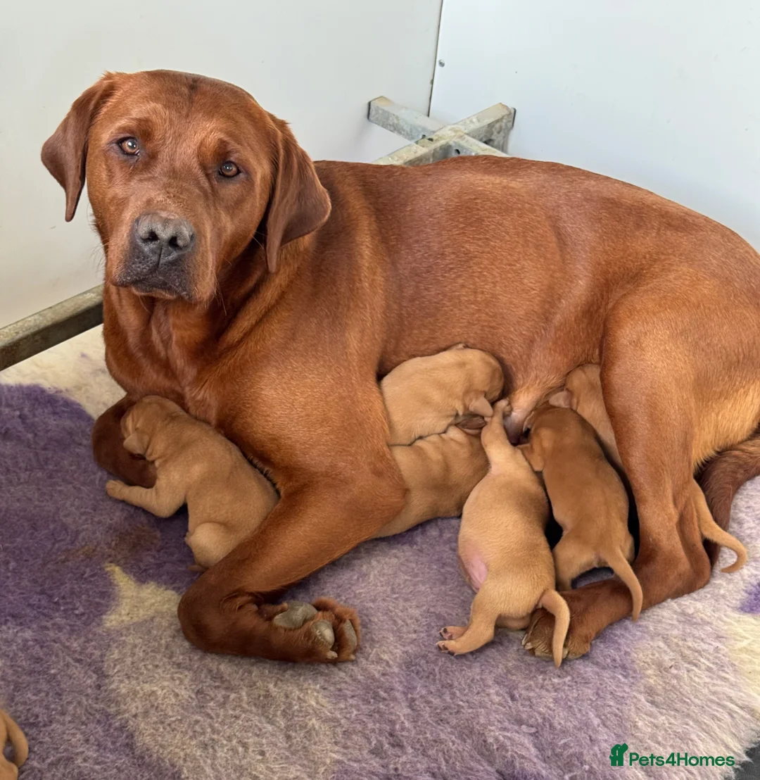 Labrador Retriever dogs for sale: Stunning fox red litter - fully health tested  - Advert 1
