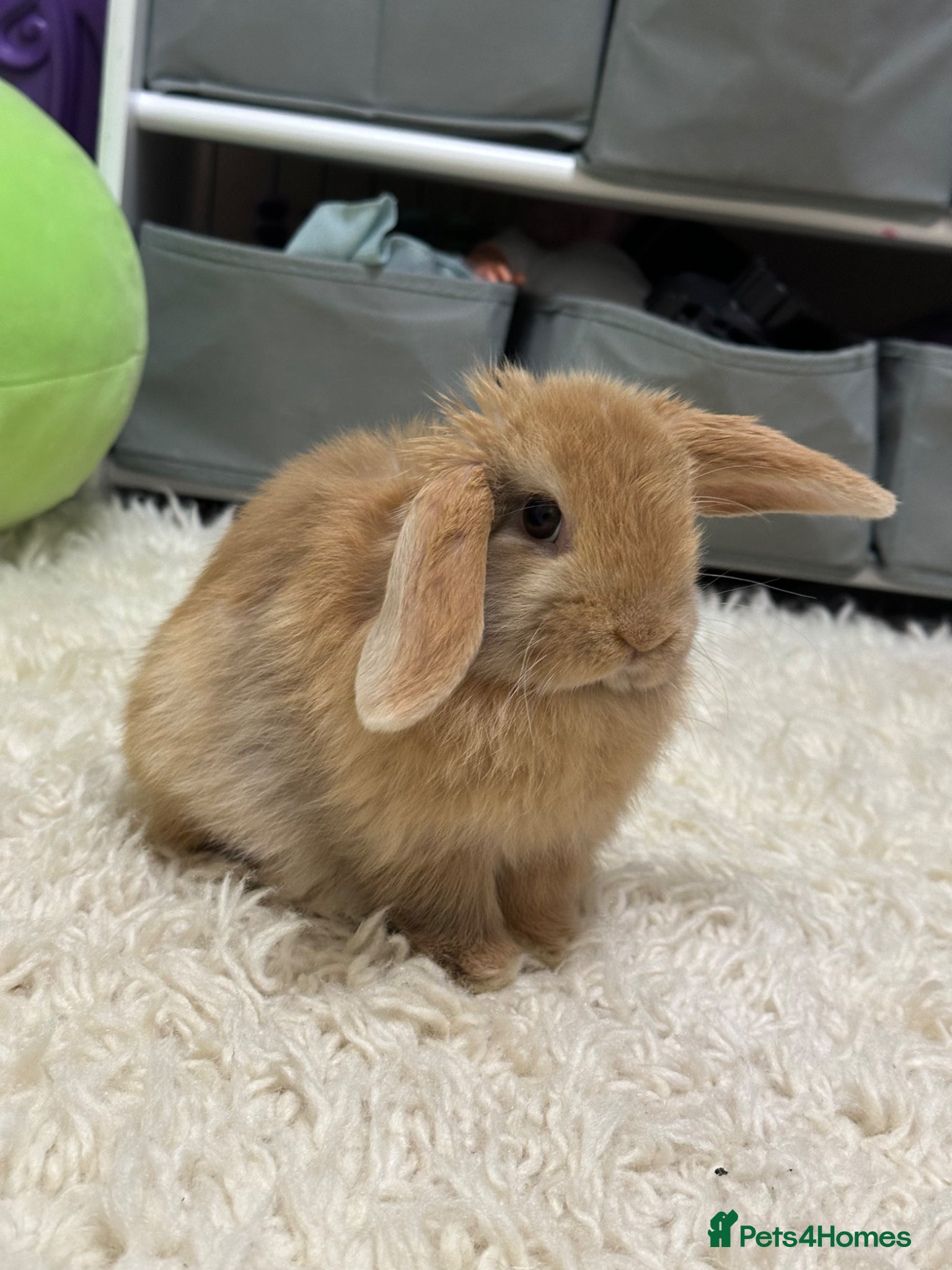 Mini Lop rabbits Beautiful mini lop boy available now  - Advert 12