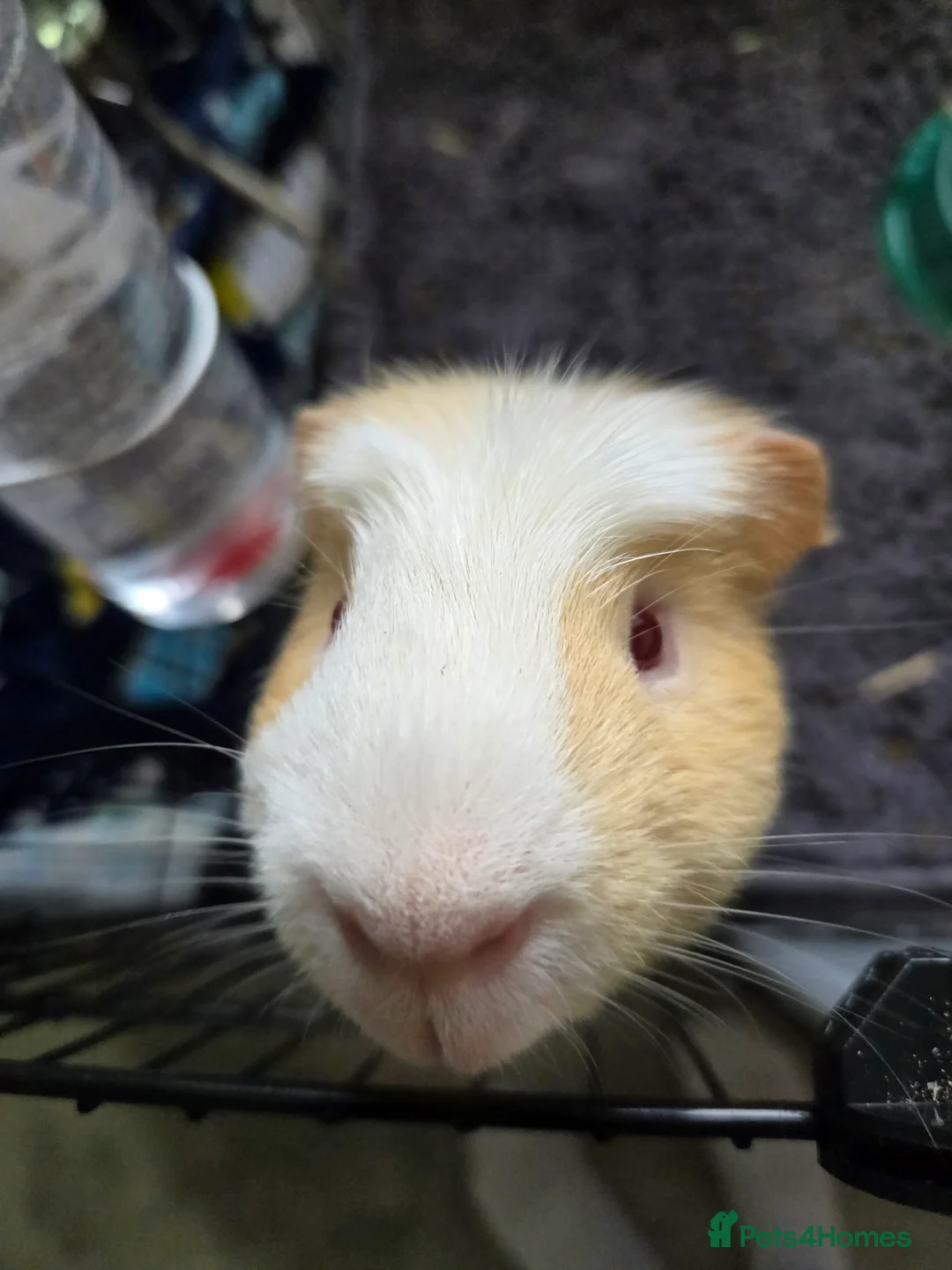 Guinea Pig rodents for sale: 2 Male guinea pigs  in Bradford - Advert 5