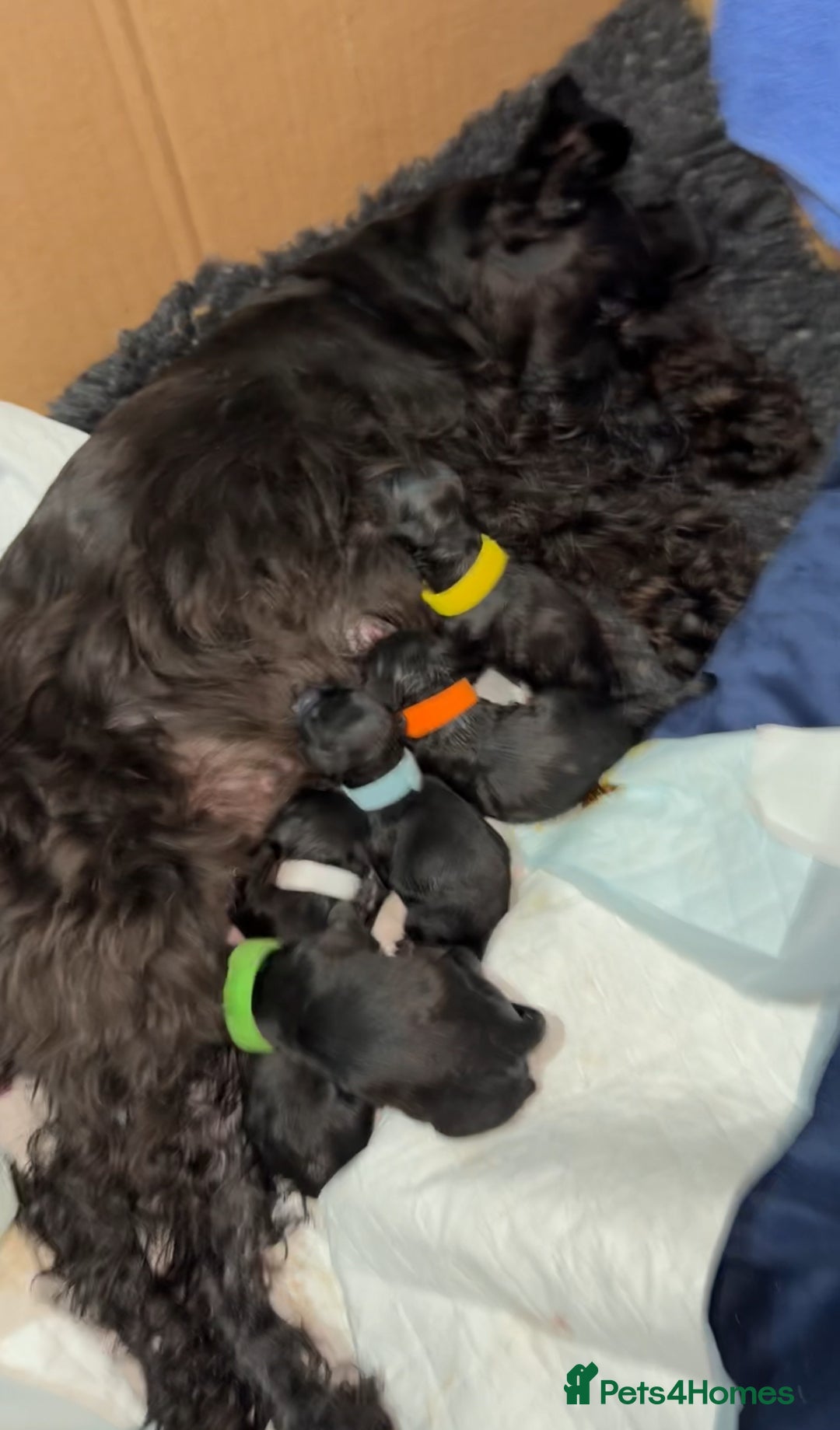 Mixed Breed dogs for sale: F1 Schnoodle Puppies all girl Litter ready March  - Advert 2