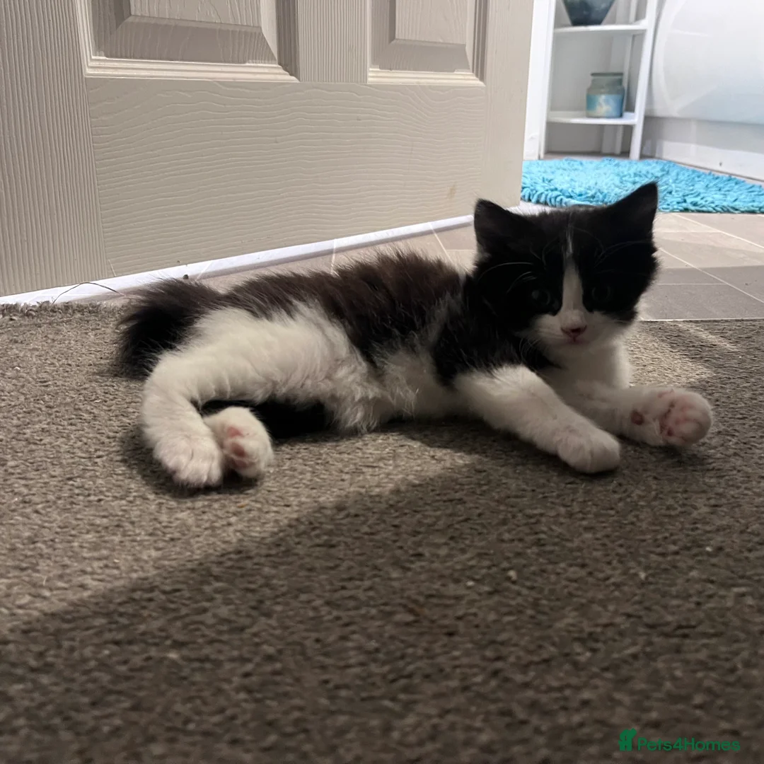 Mixed Breed cats for sale: Heart-Melting Kittens Ready for Forever Homes - Advert 6