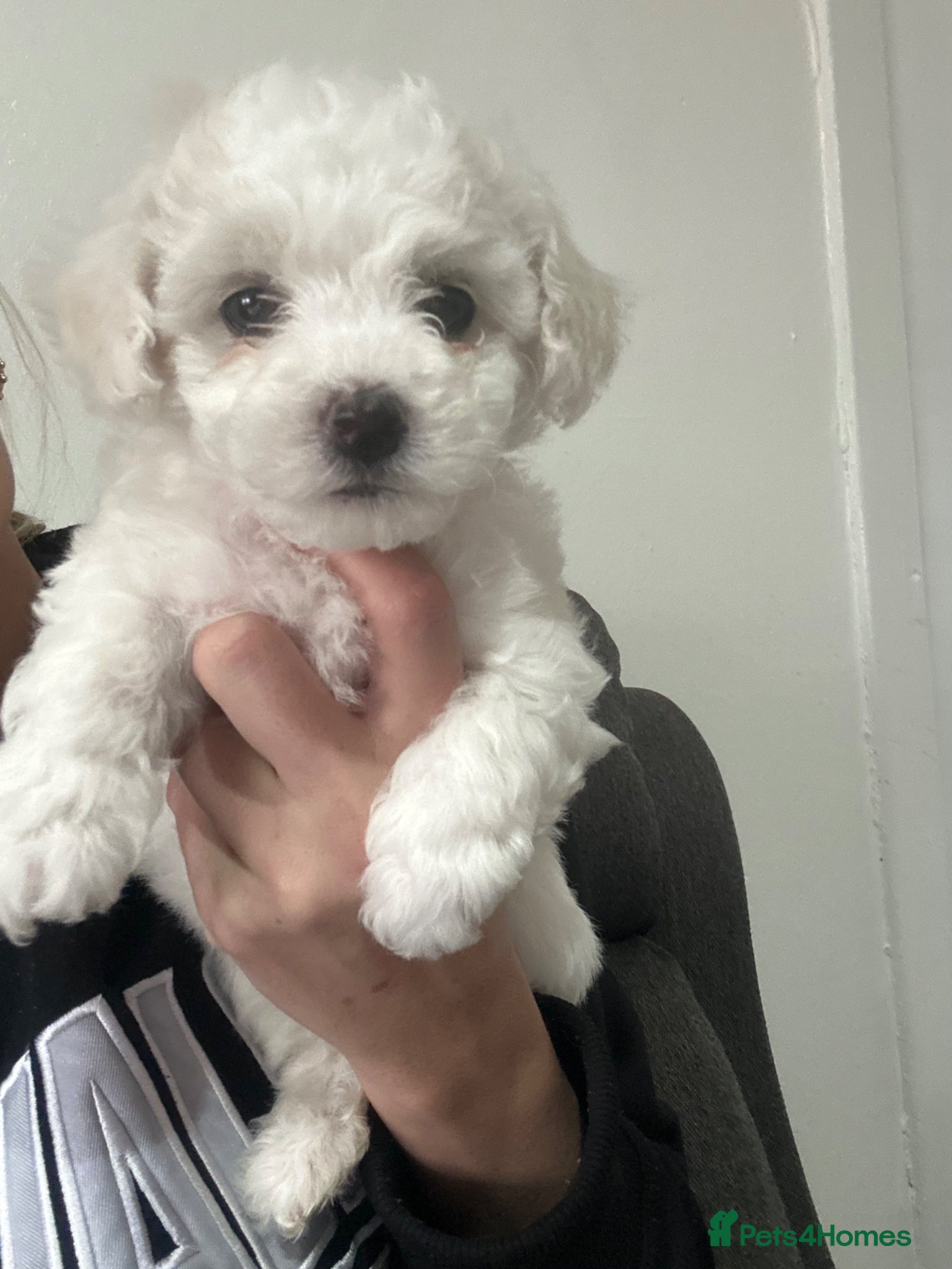 Bichon Frise dogs Bichon frise girl for sale  - Advert 2