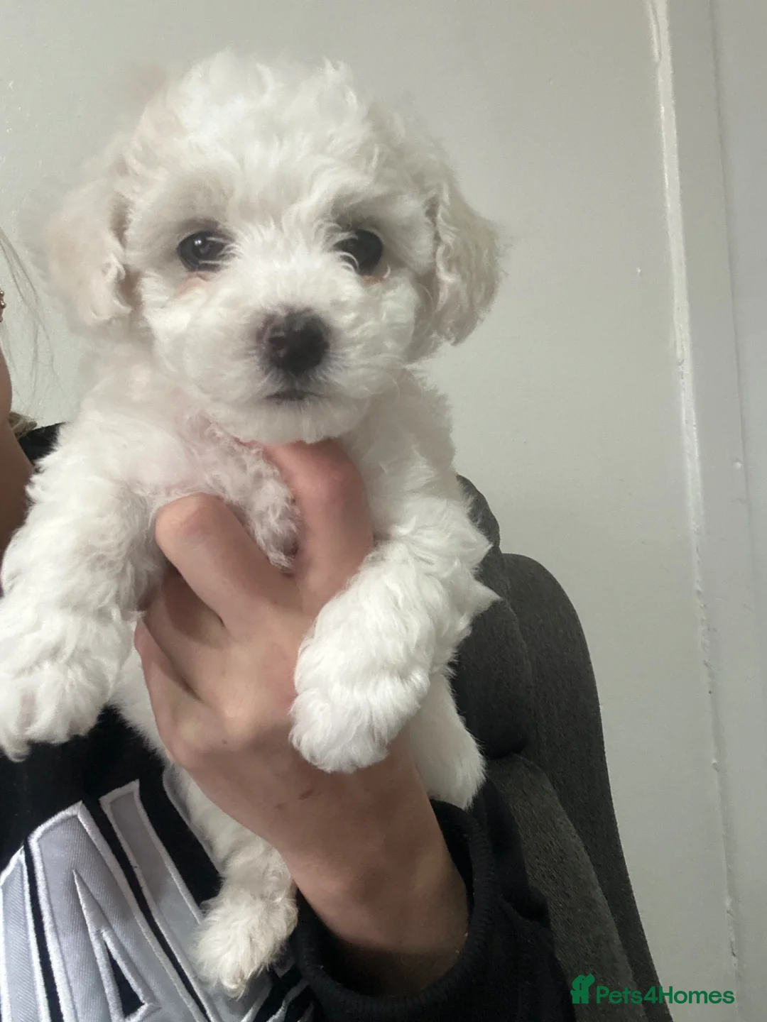 Bichon Frise dogs for sale: Bichon frise girl for sale  - Advert 1