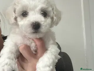 Bichon Frise dogs Bichon frise girl for sale - Advert 2