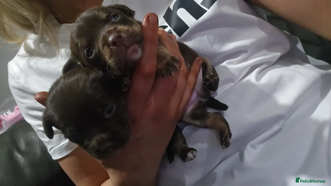 Mixed Breed dogs for sale: jack russell x chihuahua pups - Advert 7