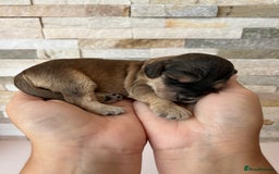 Cockapoo dogs for sale: Beautiful F1 Cockapoo Puppies  - Image 8