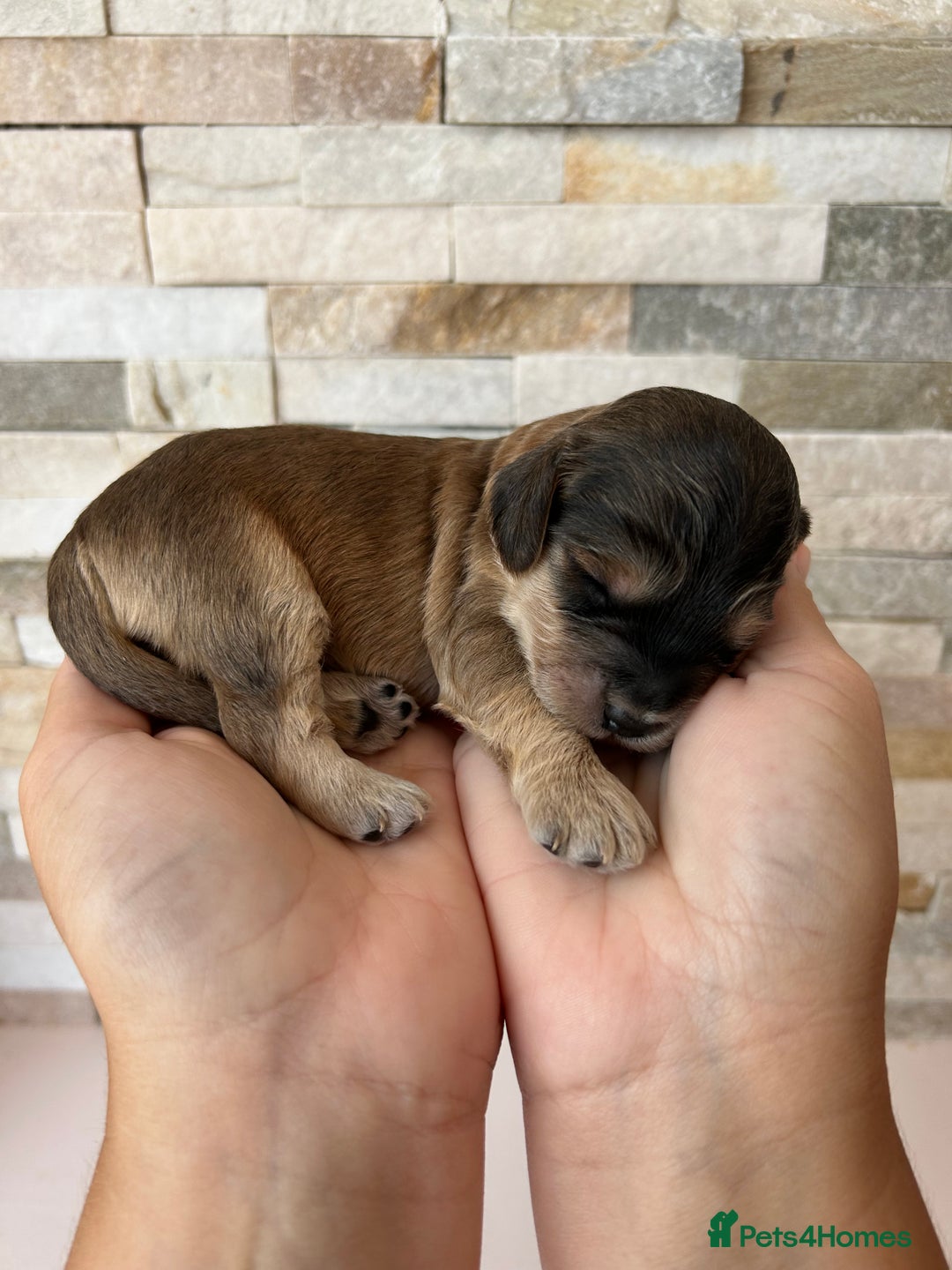 Cockapoo dogs for sale: Beautiful F1 Cockapoo Puppies  - Image 8