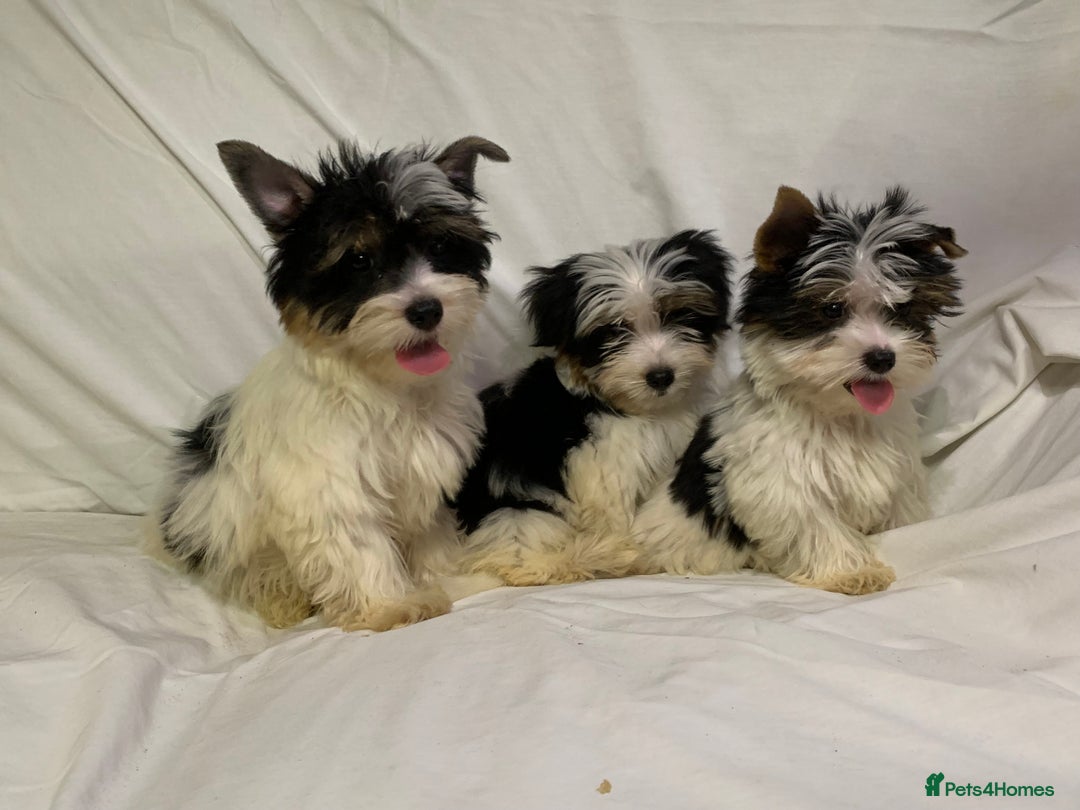 Biewer Terrier dogs for sale: Gorgeous Biewer Terrier boys - Image 1