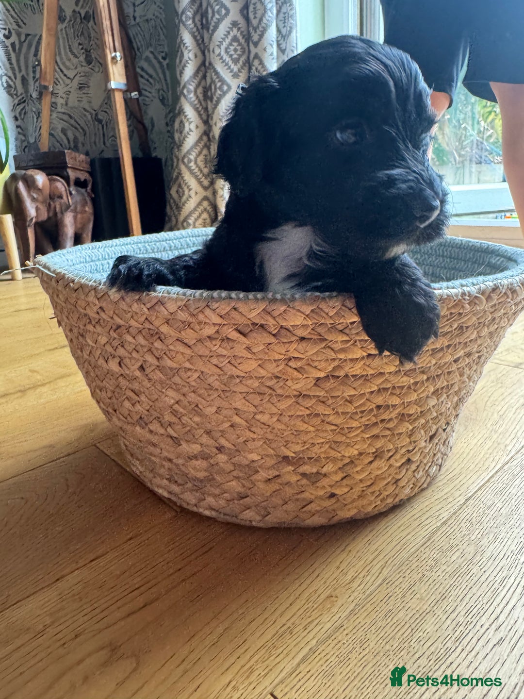 Cockapoo dogs for sale: Last Male fantastic champion line 20 combined  - Image 13