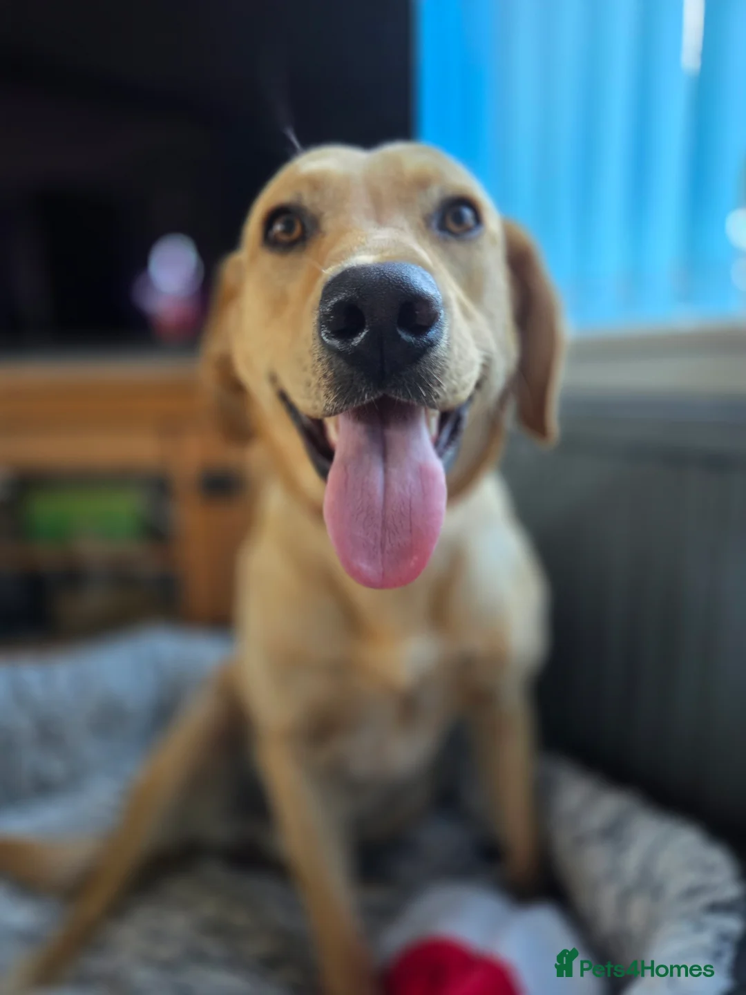 Labrador Retriever dogs for sale: Two male labradors in Spalding - Advert 2