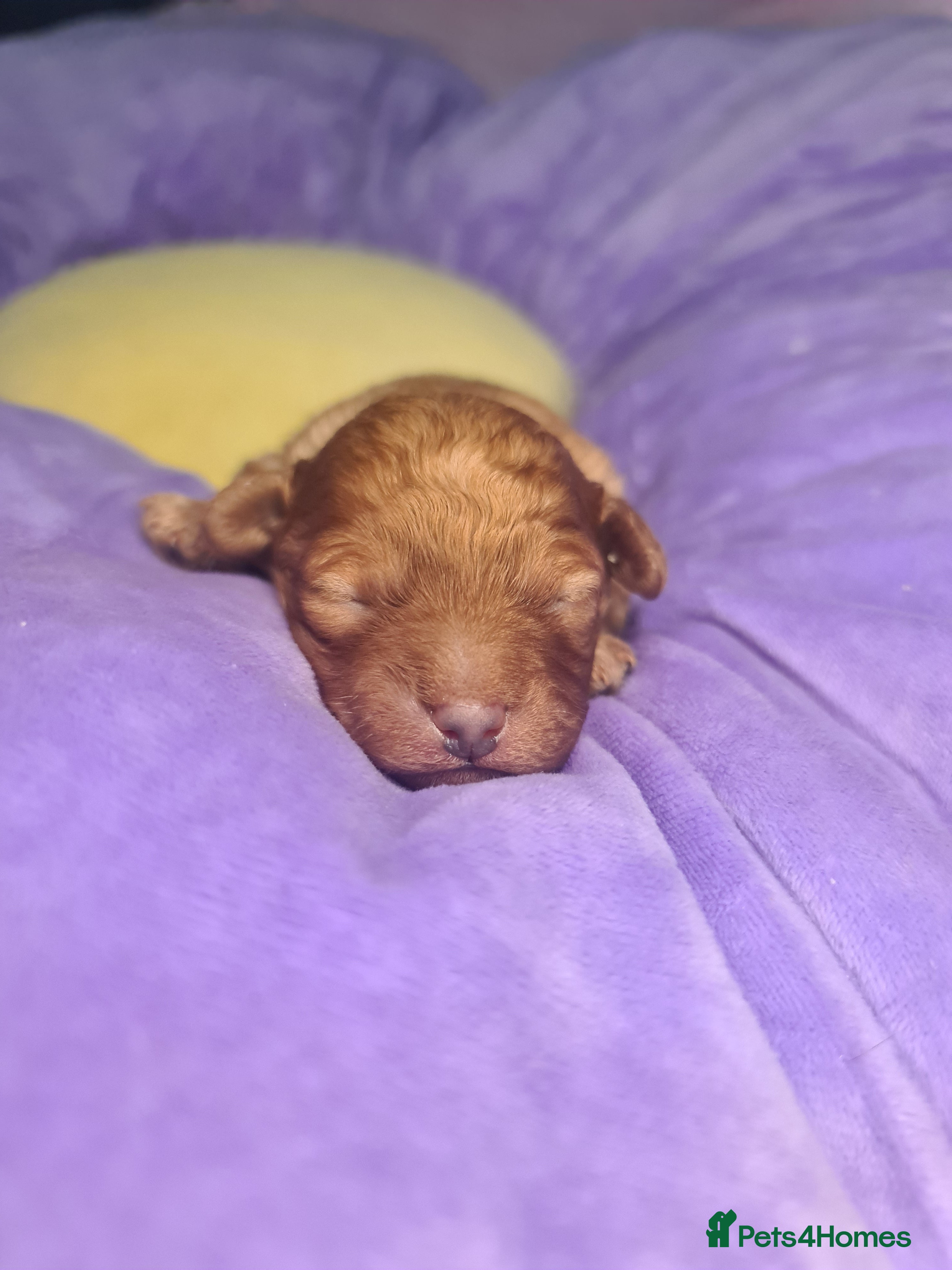 Toy Poodle dogs Last one beautiful toy poodle  - Advert 10