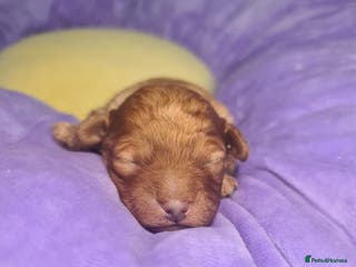 Toy Poodle dogs Last one beautiful toy poodle - Advert 3