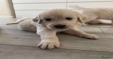Golden Retriever dogs - Advert 1