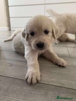 Golden Retriever dogs - Advert 4