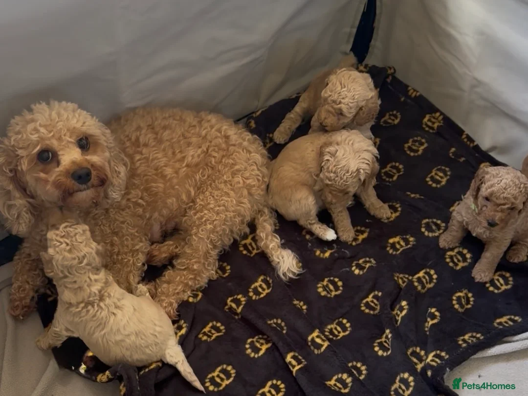 Cavapoo dogs for sale: FB1 CAVAPOO PUPPIES  - Advert 9