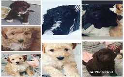 Miniature Poodle dogs for stud: HEALTH TESTED Kc Registered Miniature Poodle STUD in Doncaster - Image 31
