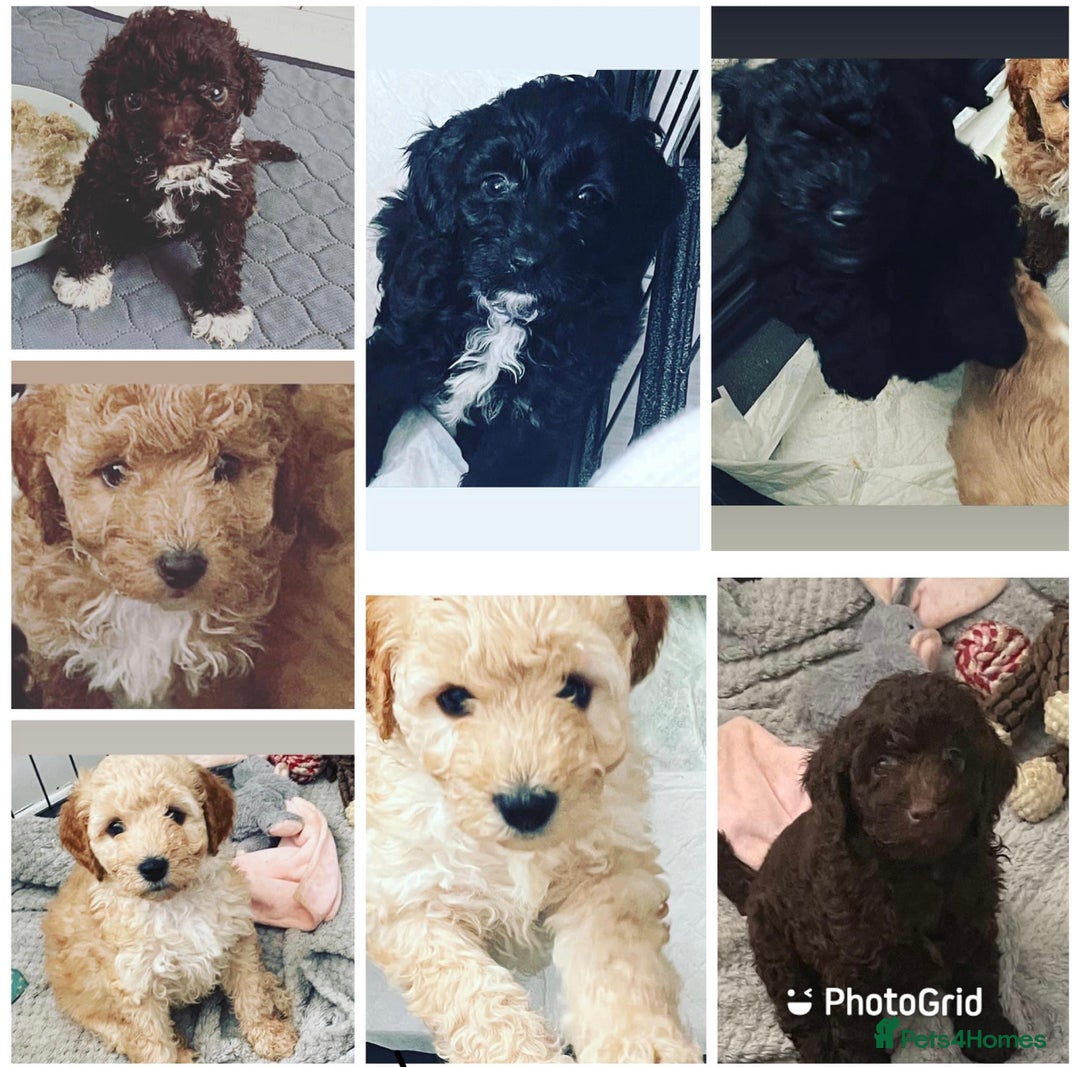Miniature Poodle dogs for stud: HEALTH TESTED Kc Registered Miniature Poodle STUD in Doncaster - Image 31