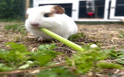 Guinea Pig rodents for sale: Guinea pigs  - Image 1