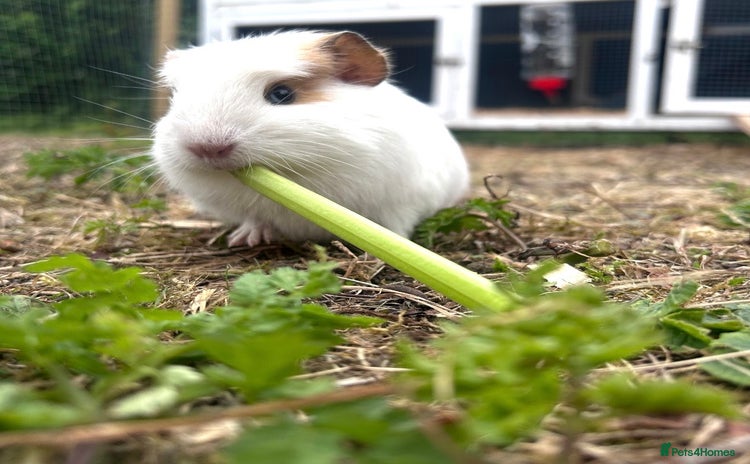 Guinea Pig rodents - Advert 2