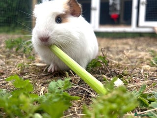 Guinea Pig rodents for sale - Advert 1