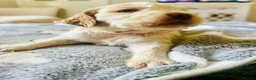 Cocker Spaniel dogs for sale: Stunning Cocker Spaniels  - Advert 9