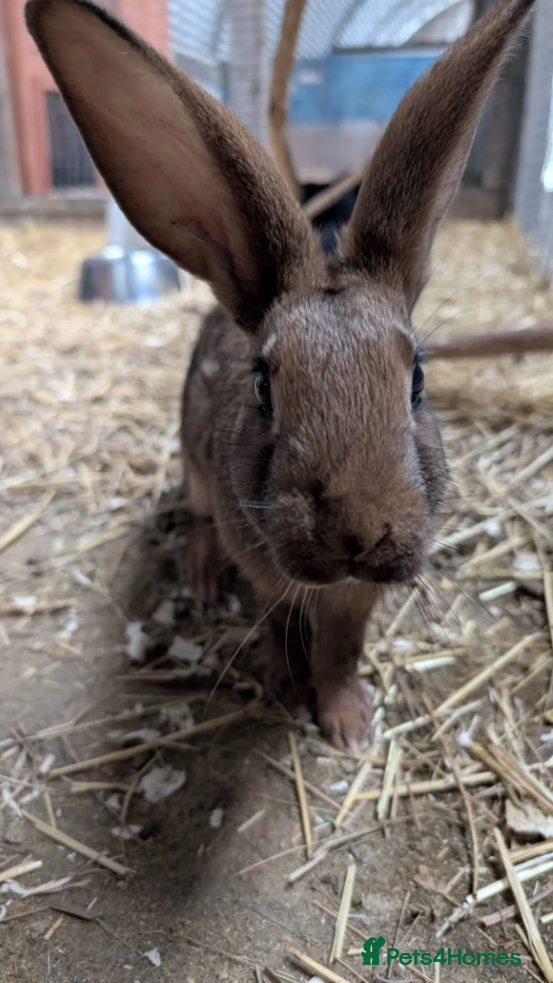 Belgian Hares rabbits for sale: Belgian hares  - Advert 4