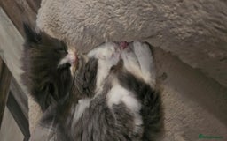 Mixed Breed cats for sale: 2 Long Hair Kittens Ready For Their Forever Homes - Image 8