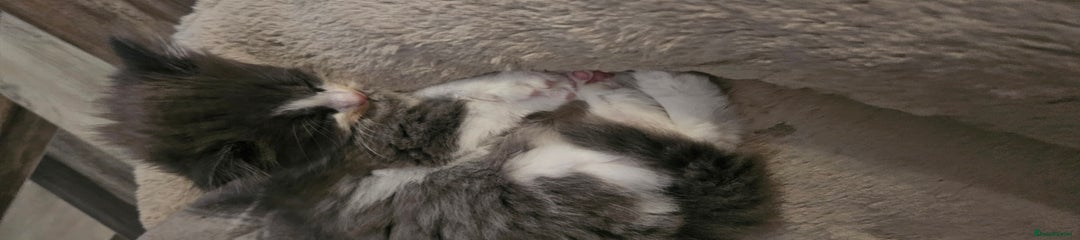Grey and White FEMALE 