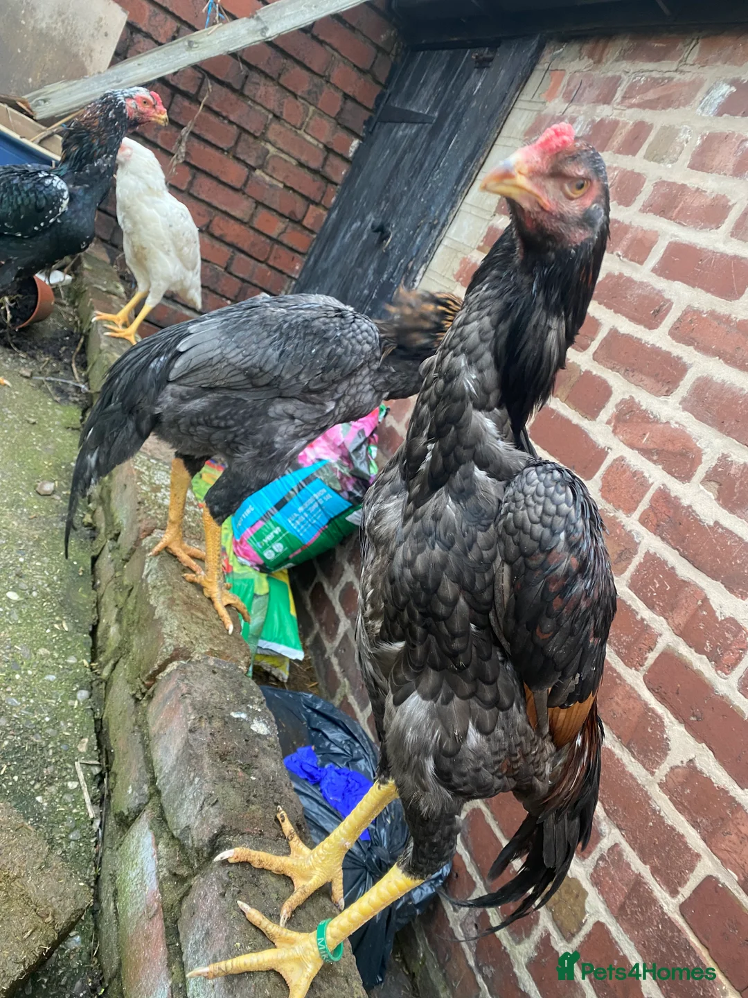 Hens poultry for sale: O shamo, shamo, Pakistani aseel and miwali   - Advert 29