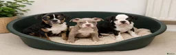 English Bulldog dogs for sale: New English bulldog puppies - Advert 1
