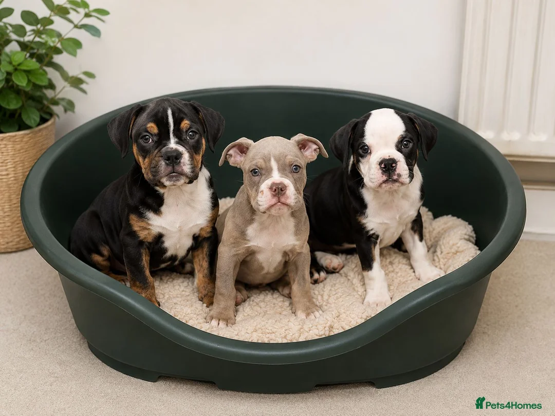 English Bulldog dogs for sale: New English bulldog puppies - Advert 1